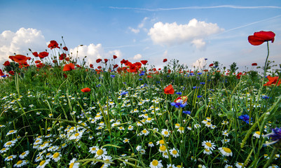 Happiness , vitality : Spring awakening with fragrant , colorful spring meadow :)