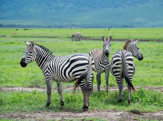 Fototapeta na wymiar Striped zebras stand butt to butt for protection against predators on Serengeti plains