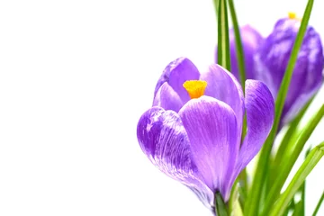 Crédence de cuisine en verre imprimé Crocus Spring crocus flowers