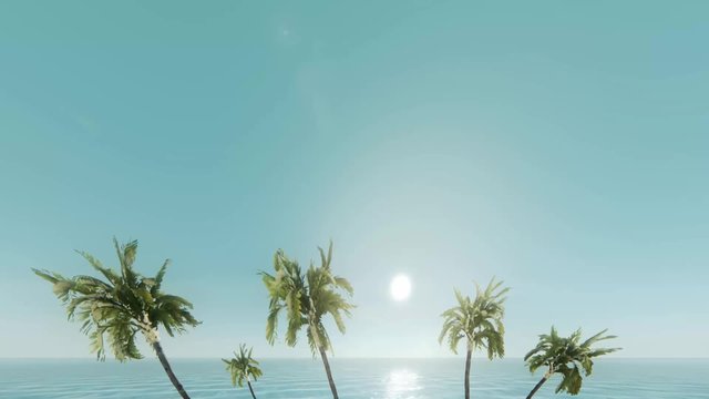 Palmen und Meerblick Video V