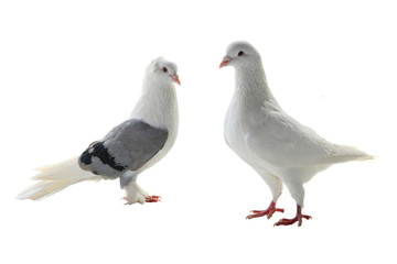 two white pigeon