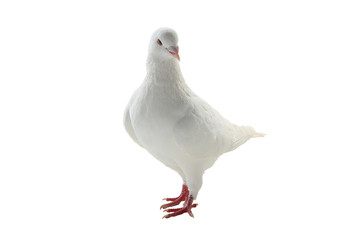 white pigeon