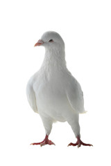 white pigeon