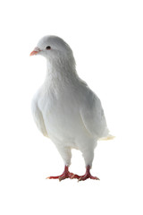 white pigeon