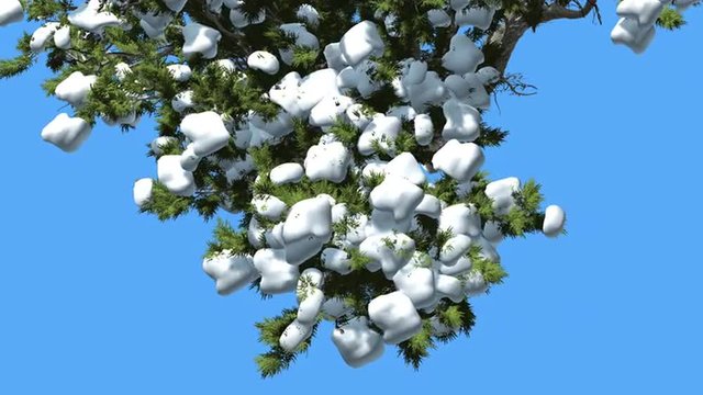 Monterey Cypress Top of Tree Turned Image Snow on Coniferous Evergreen Tree is Swaying at The Wind Green Scale-Like Leaves Hesperocyparis Macrocarpa