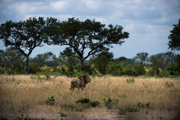 Wild male lion in African landscape