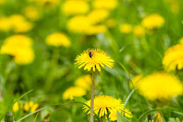 Yellow dandelion flowers with leaves in green grass