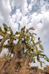 Prickly pears (Opuntia ficus-indica)
