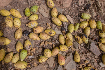Close view of Prickly pears (Opuntia ficus-indica) or indian figs, taken in Martim Longo, Portugal.