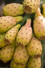 Close view of Prickly pears (Opuntia ficus-indica) or indian figs, taken in Martim Longo, Portugal.