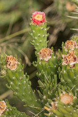 blooming Cane cholla cactus (Cylindropuntia imbricata)