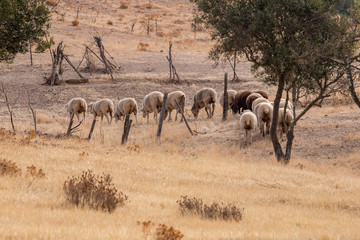 Herd of sheep in the shade