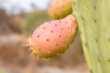 Prickly pears (Opuntia ficus-indica)