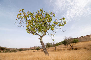 dry landscape with a fig tree