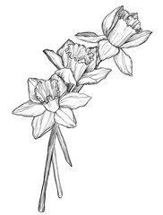 sketch of narcissus flowers blossom - obrazy, fototapety, plakaty