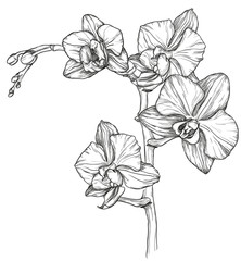 sketch of Orchid flower blossom