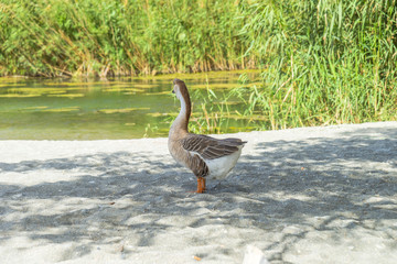 Duck near Preveli river in Crete, Greece