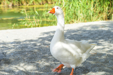 Duck near Preveli river in Crete, Greece