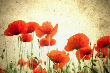 Photo of a poppies flowers