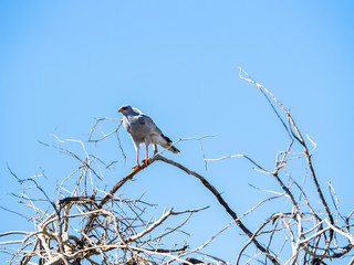 Weißbürzel-Singhabicht (Melierax poliopterus) auf Schirmakazie (Acacia tortilis), Etosha Nationalpark, Namibia, Afrika