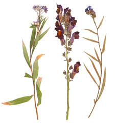 Set of wild dry pressed flowers and leaves