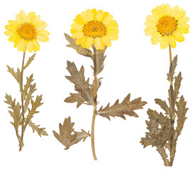 Herbarium of pressed yellow flowers