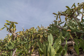 Prickly pears (Opuntia ficus-indica)