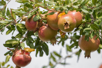 Close view of some pomegranate fruits on a tree.