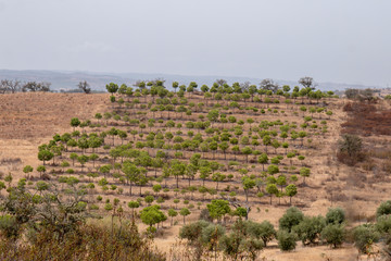  dry landscape in Martim longo, Portugal