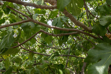 inside a fig tree