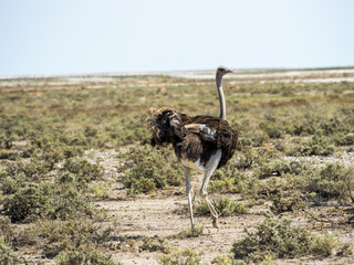 Naklejka premium Afrikanischer Strauß (Struthio camelus) Okaukuejo, Etosha Nationalpark, Namibia, Afrika