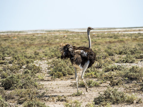 Afrikanischer Strauß (Struthio camelus) Okaukuejo, Etosha Nationalpark, Namibia, Afrika