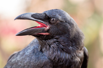 Fototapeta premium crow bird