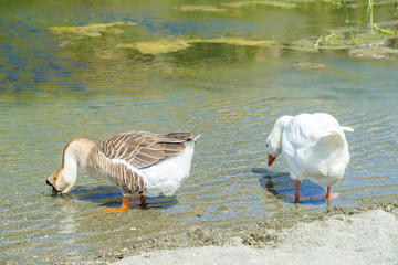 Fototapeta premium Duck near Preveli river in Crete, Greece