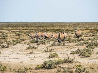 Naklejka na ściany i meble Oryxantilopen (Oryx gazella) ziehen durch Grasland, Okaukuejo, Etosha Nationalpark, Namibia, Afrika