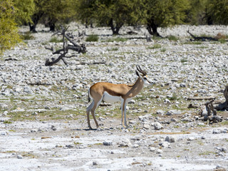 Springbock (Antidorcas marsupialis) Okaukuejo, Etosha Nationalpark, Namibia, Afrika