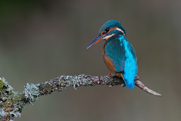 Kingfisher (Alcedo Atthis)/Kingfisher perched on moss covered branch