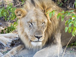 Löwen, Männchen (Panthera leo) leigt im Schatten, Okaukuejo, Etosha Nationalpark, Namibia, Afrika