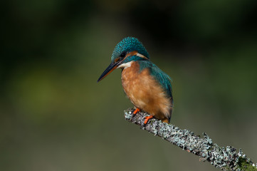Kingfisher (Alcedo Atthis)/Kingfisher perched on moss covered branch
