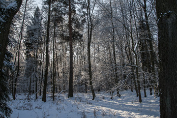 Forest in winter
