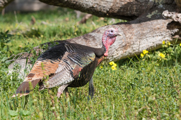 Wild Turkey Gobbler