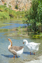 Duck near Preveli river in Crete, Greece