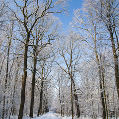 Polish forest in winter