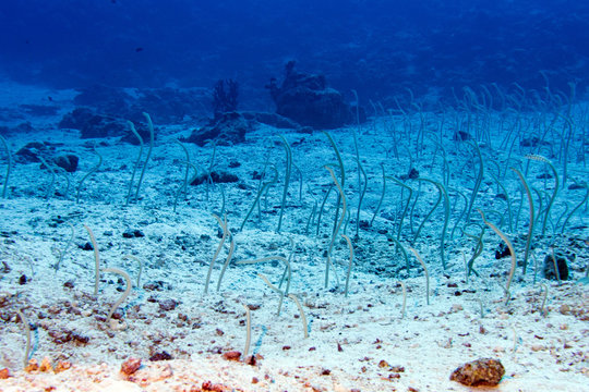 Snake fish hiding in the sand