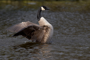 Canada Goose, Branta canadensis