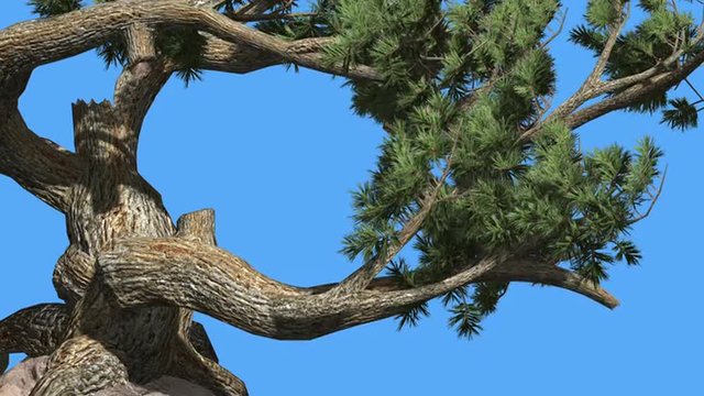 Jeffrey Pine Pinus Jeffreyi Old Swaying Branches Coniferous Evergreen Tree Green Needle-Like Glaucous Gray-Green Leaves Tree in Windy Day
