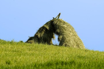 sianokosy © piotrwolak