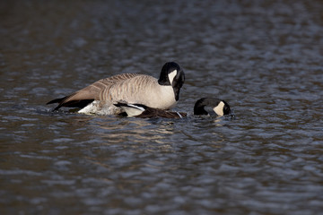 Canada Gooses - Copulation part 2 - first approach and entry.