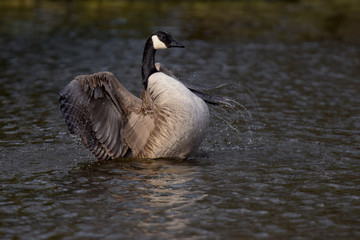 Canada Gooses - Copulation part 5 - joy and euphoria after copulation.