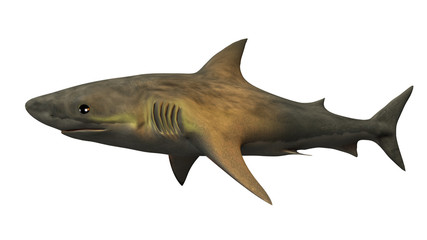 Great white shark, fish isolated on white background
